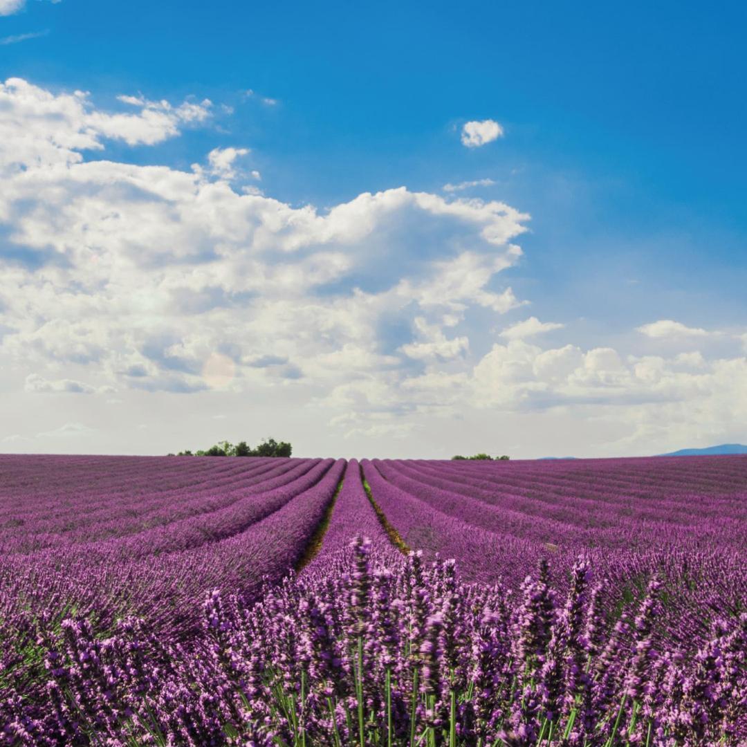 Lodges En Provence - Ecogites & Restaurant Insolites Richerenches Экстерьер фото